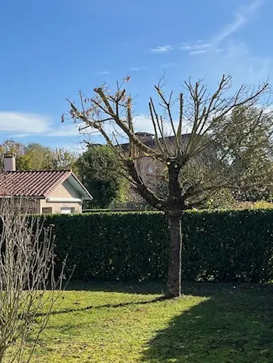 Le même arbre, ses branches taillées, devant la haie.