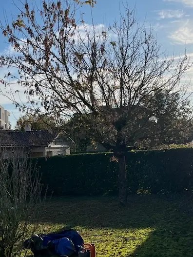 Un arbre encore en feuilles dans un jardin, devant une haie.