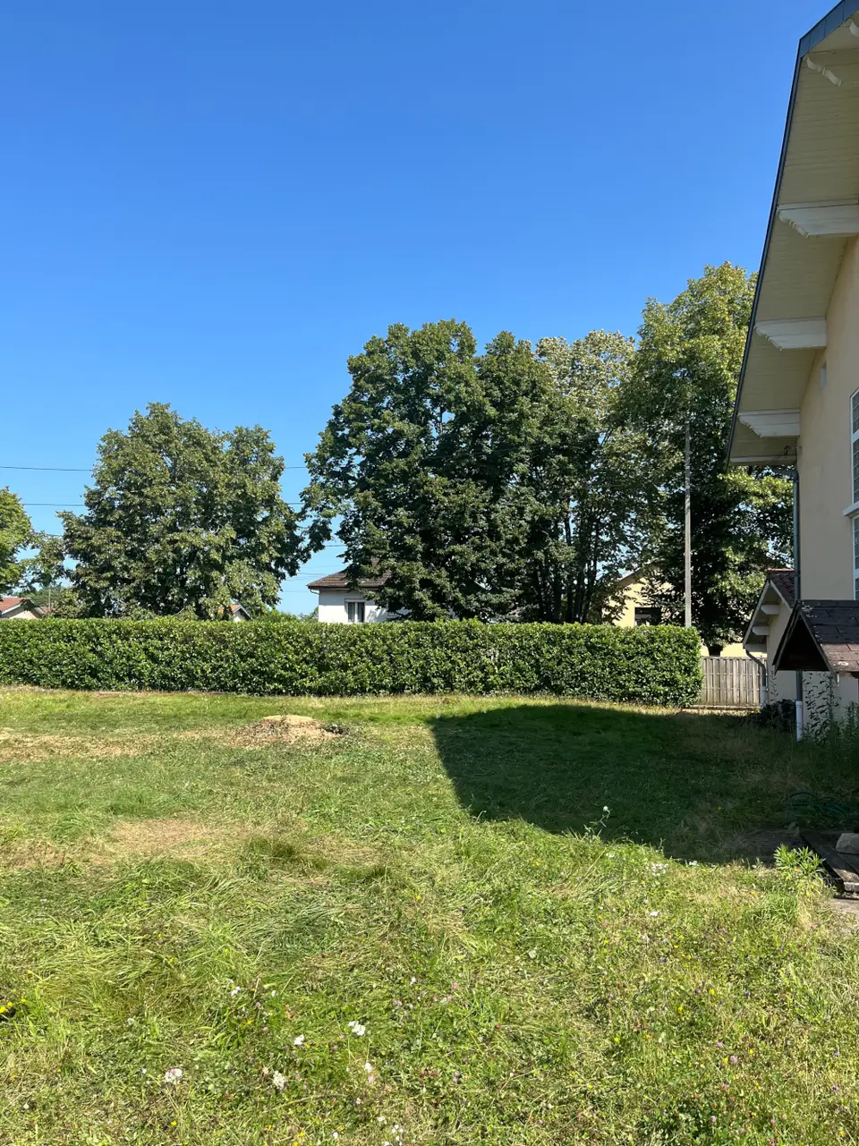 La pelouse dégagée devant une haie, le cèdre abattu.