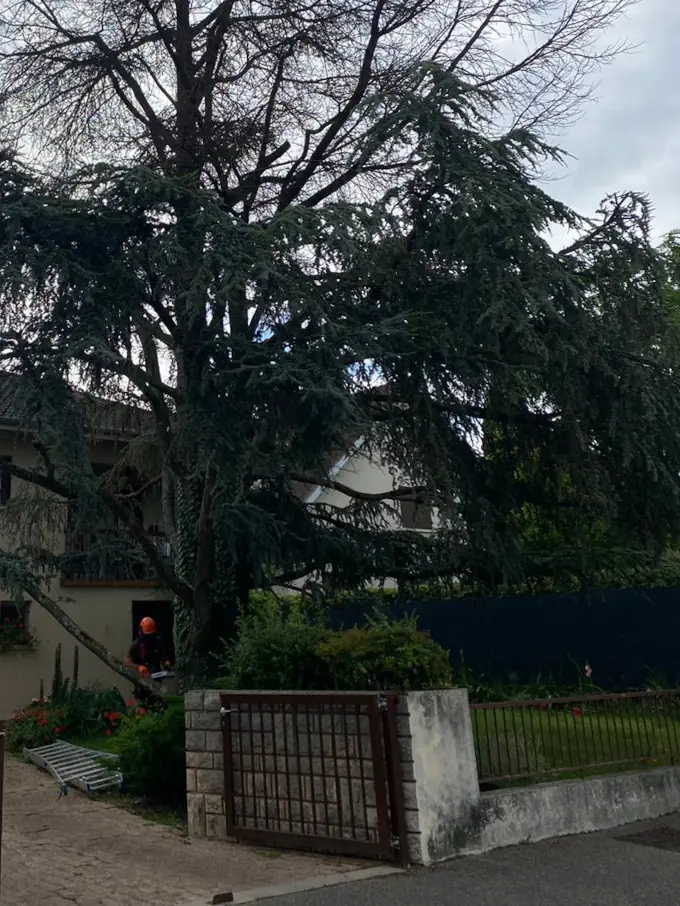 Un grand cèdre devant une maison, derrière un portail.