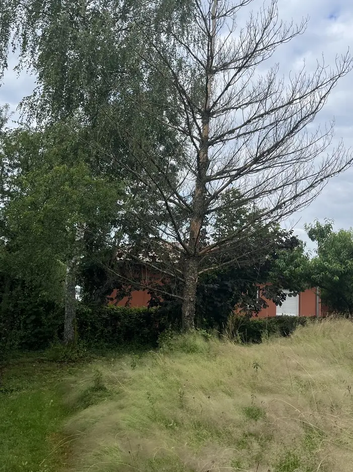 Un conifère mort parmi les bouleaux, dans l'herbe haute.