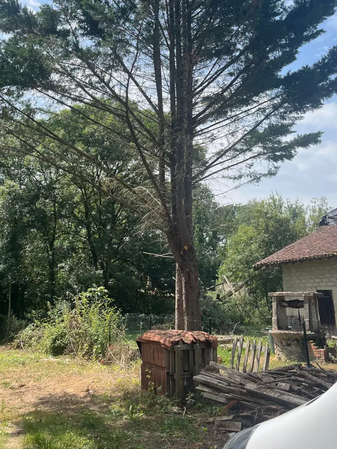 Un grand conifère au fond d'un terrain, près d'une maison.