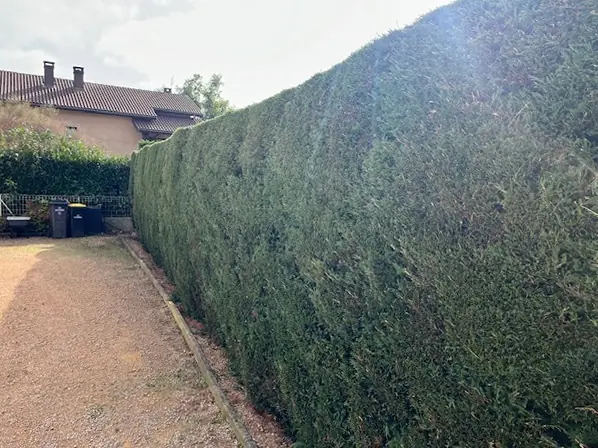 La même haie de conifères, taillée droite le long de l'allée.