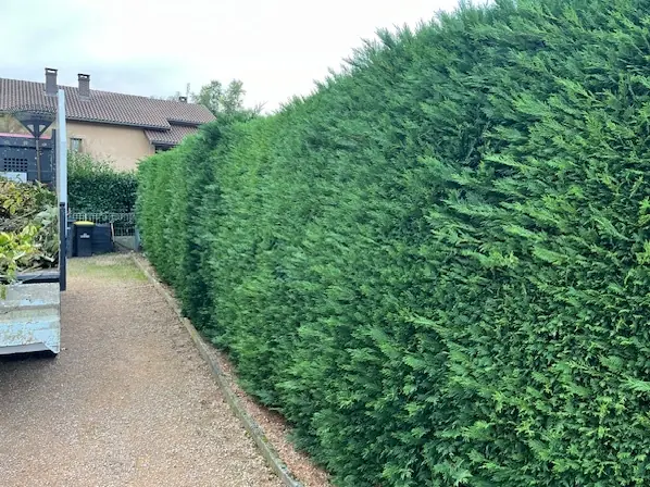 Une haie de conifères qui déborde sur une allée.