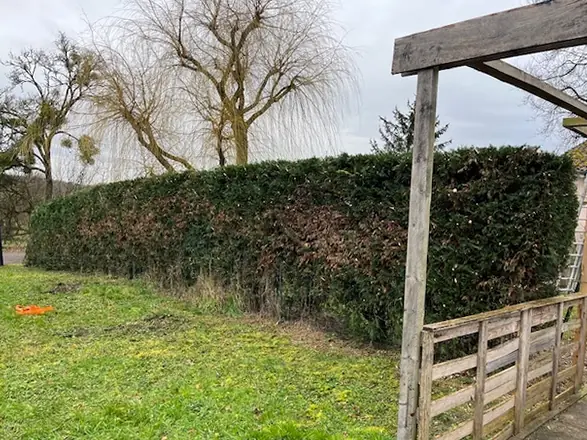 La même haie, taillée droite.