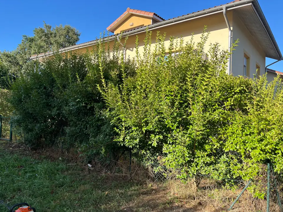Des haies en broussaille devant une maison.