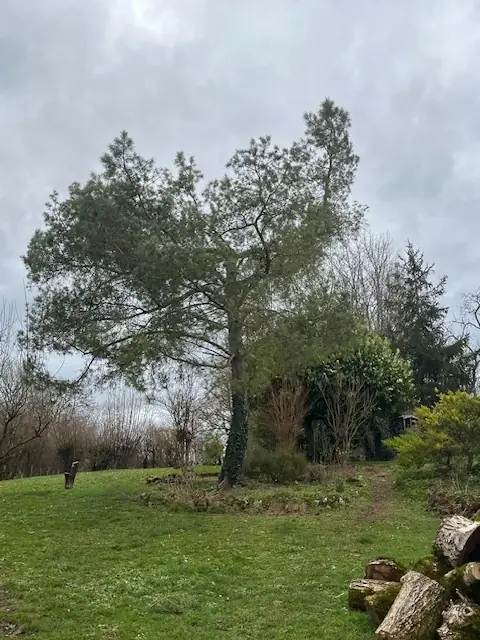 Un pin au milieu d'un jardin, près d'un massif.