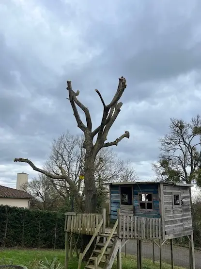 Le même saule, ses branches coupées court, au-dessus de la cabane perchée.