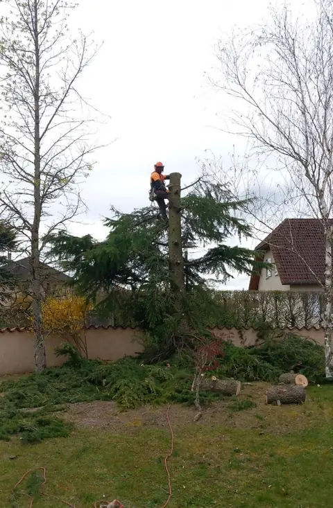 Un grimpeur au sommet d'un tronc, dans un jardin, les branches coupées au sol.