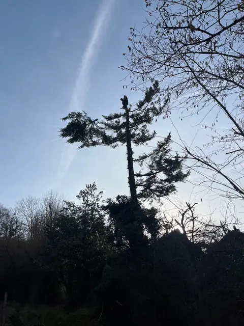 Un grimpeur dans un pin, en contre-jour.