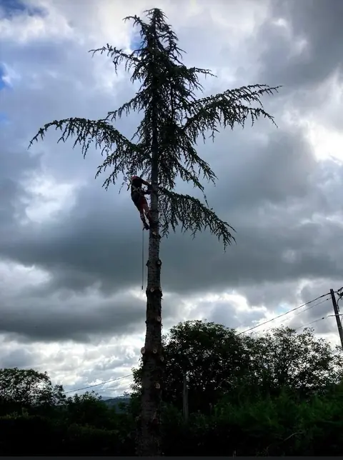 Un grimpeur dans le tronc d'un grand conifère, sous un ciel d'orage.