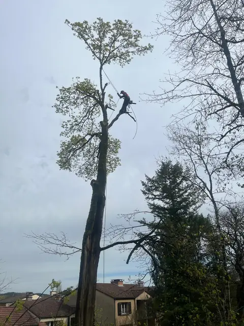 Un grimpeur encordé dans un grand arbre, au-dessus des toits.