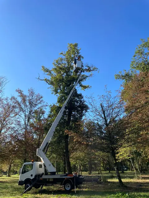 Le camion-nacelle déployé vers un grand arbre, dans un parc.